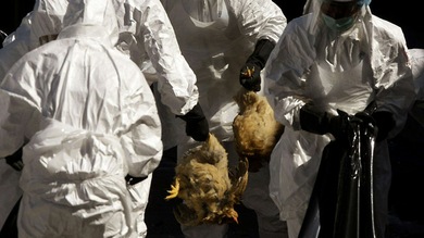 El virus H5N1 muta y acelera su contagio por el aire