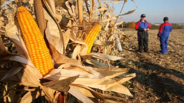 Rusia cierra sus puertas al maíz de Monsanto