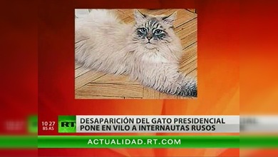 ¿Dónde está el gato del presidente Medvédev?