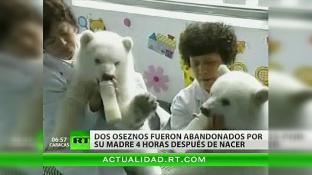 Un zoo chino presenta al público a dos ositos polares nutridos artificialmente