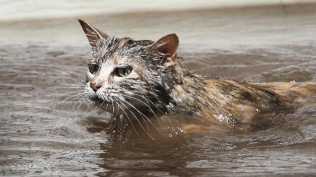 Fotos: Miles de mascotas perdidas buscan a sus dueños tras el paso de Sandy