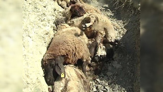 Más de 50 ovejas se suicidan en Turquía siguiendo a un carnero