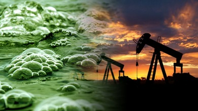 Algas transgénicas de Monsanto, ¿biocombustible o amenaza para el medioambiente?