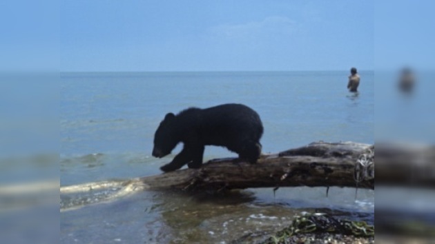 Las lluvias de febrero despertaron a los osos de las Islas Kuriles