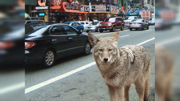 La policía tardó dos días en atrapar un coyote que vagaba por Nueva York