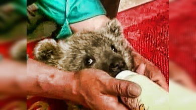 Dos oseznos abandonados por su madre juegan con un cachorro de tigre en una reserva china