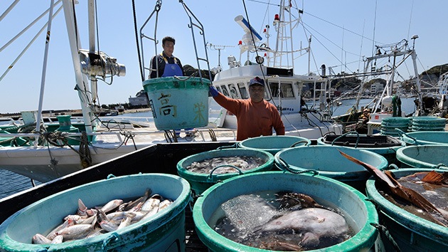 Japón: Capturan un pez con 5.000 veces más radioactividad de lo permitido