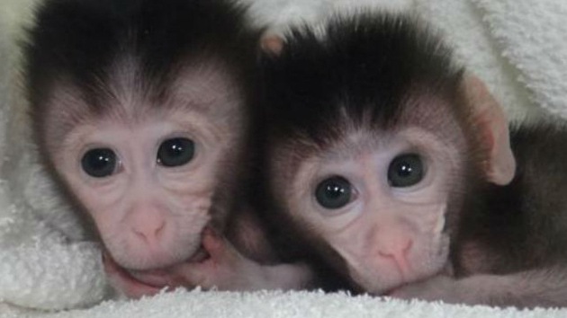 En China nacen monos OGM, los humanos podrían ser los siguientes