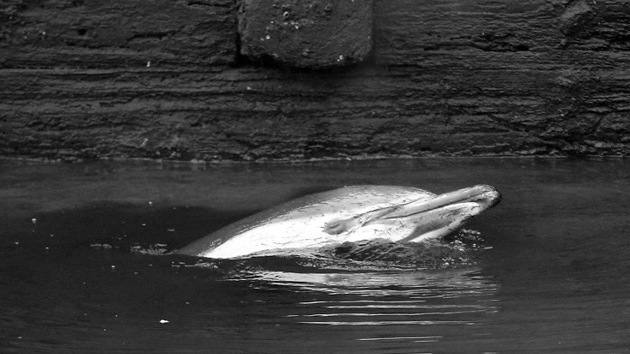 Video, fotos: Aguas contaminadas de un canal neoyorquino matan a un delfín