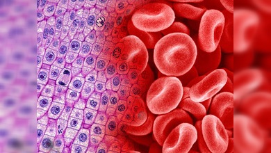 Científicos canadienses convierten la piel en sangre