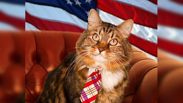 Un gato como candidato independiente al Senado de EE. UU.
