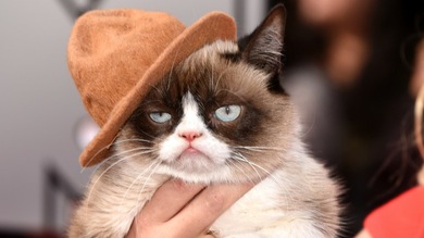 Estudio: Amantes de los gatos son más inteligentes que quienes tienen perros