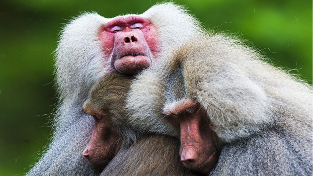 Apatía en masa: ¿Qué asustó a los babuinos de un zoológico de los Países Bajos?