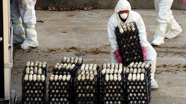 Corea del Sur, en alerta por un brote de gripe aviar, sacrificará cerca de 2 millones de aves