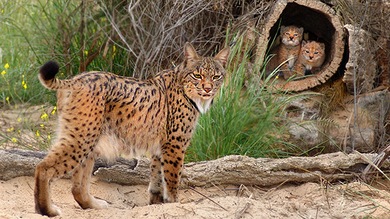 Castración, nuevo método para salvar al lince ibérico