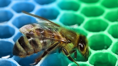 Abejas francesas producen miel verde, azul y de color chocolate
