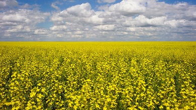 Cizaña transgénica: Dos agricultores de Australia van a juicio por culpa de los OMG