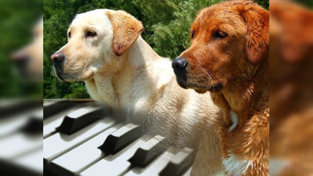 El vídeo de un dúo de perros pianistas triunfa en Internet