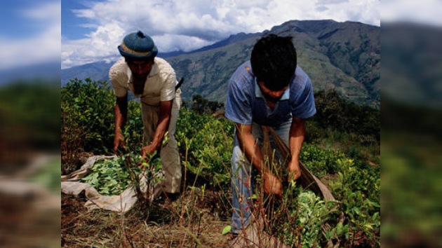 Perú le hace sombra a Colombia en cultivo de hoja de coca