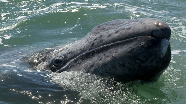 Japón afirma que nunca abandonará la caza de ballenas