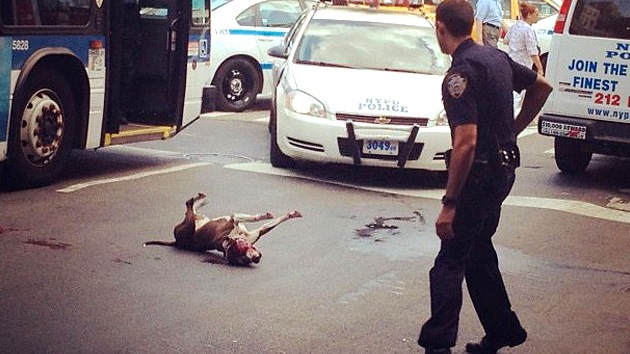 La Policía dispara al perro de un indigente por defender a su amo