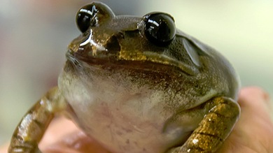 "Reanimación de zombis": Clonan embriones de una especie extinguida hace tres décadas