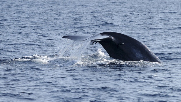 Activistas: La Marina de EE.UU. matará a miles de ballenas y delfines