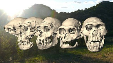 Restos de 'Homo erectus' podrían revolucionar la teoría de la evolución humana