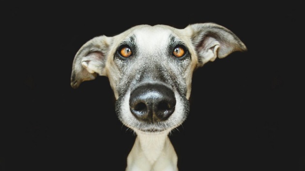 Adorables retratos de perros