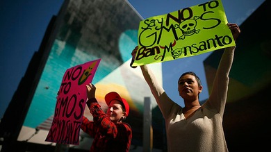Monsanto dona dinero para evitar que un condado de EE.UU. prohíba los OGM