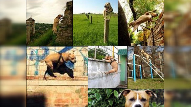 El parkour canino: un éxito ucraniano de repercusión mundial