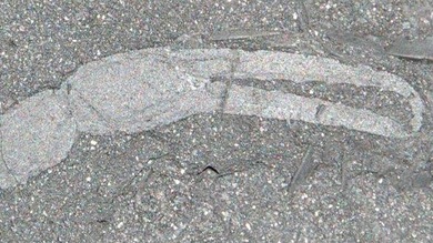 Descubren fósiles del animal más primitivo que habitó el hemisferio sur