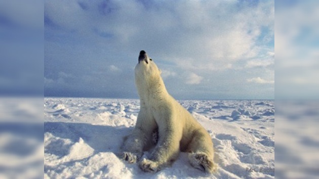 Los osos polares también sufren de la contaminación medioambental 