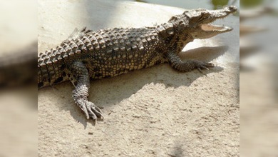 El cocodrilo que se tragó un celular hace unos meses lo ha expulsado de forma natural