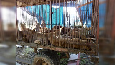 EE. UU. recibe 25 leones rescatados de circos bolivianos