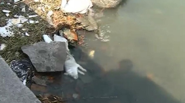 Pescan 900 cerdos muertos en un río que suministra agua potable en China