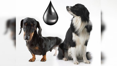Perros, un medio económico de buscar petróleo