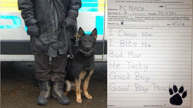 Un perro policia británico obligado a 'escribir' una declaración de testigo para un juicio