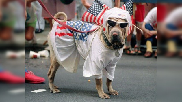 Un elector con mucho morro: registran a un perro para que vote en los comicios de EE.UU.