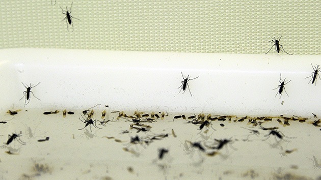 Florida, con la mosca en la oreja: preocupa la modificación de mosquitos contra el dengue