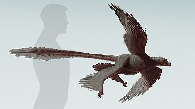 Descubren en China el mayor dinosaurio de cuatro alas