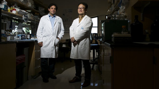 Logran replicar el alzhéimer en una placa de Petri: la clave para probar fármacos