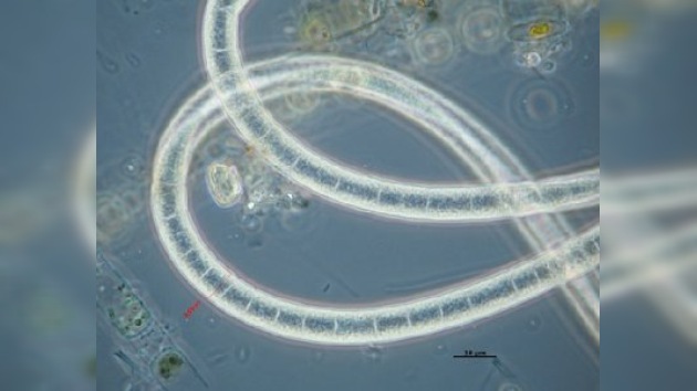 Encuentran en el Pacífico enormes colonias de megabacterias