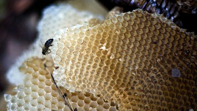La cura más dulce: La miel fresca de abeja podría ser más efectiva que los antibióticos