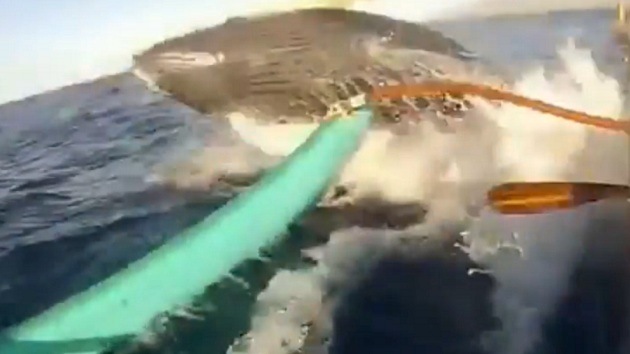 Una enorme ballena golpea una canoa en Hawái