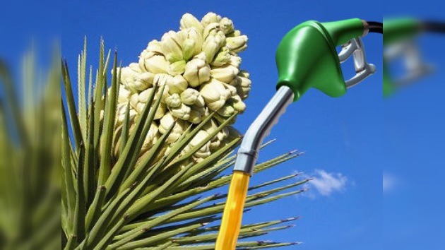 Biocombustible... a base de yuca