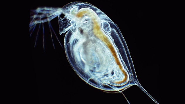 Científicos 'resucitan' huevos latentes de pulgas de agua de 700 años de edad