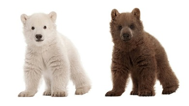 Animales híbridos, posible respuesta a un mundo cambiante