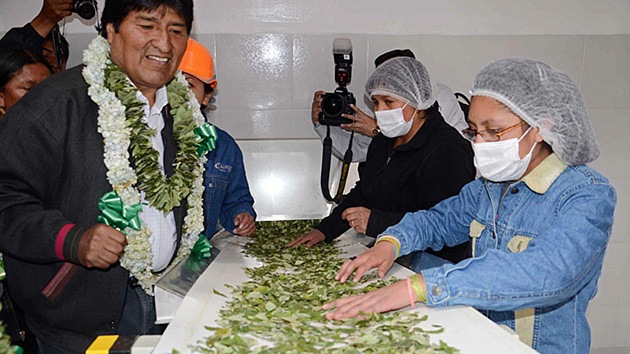 Bolivia inaugura la primera fábrica de procesamiento de coca