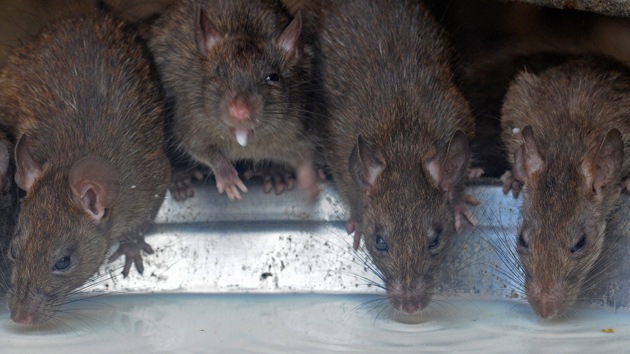 Ratas gigantes podrían invadir el planeta por efecto del hombre y la evolución